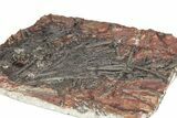 Silurian Fossil Crinoid (Scyphocrinites) Plate - Morocco #255678-2